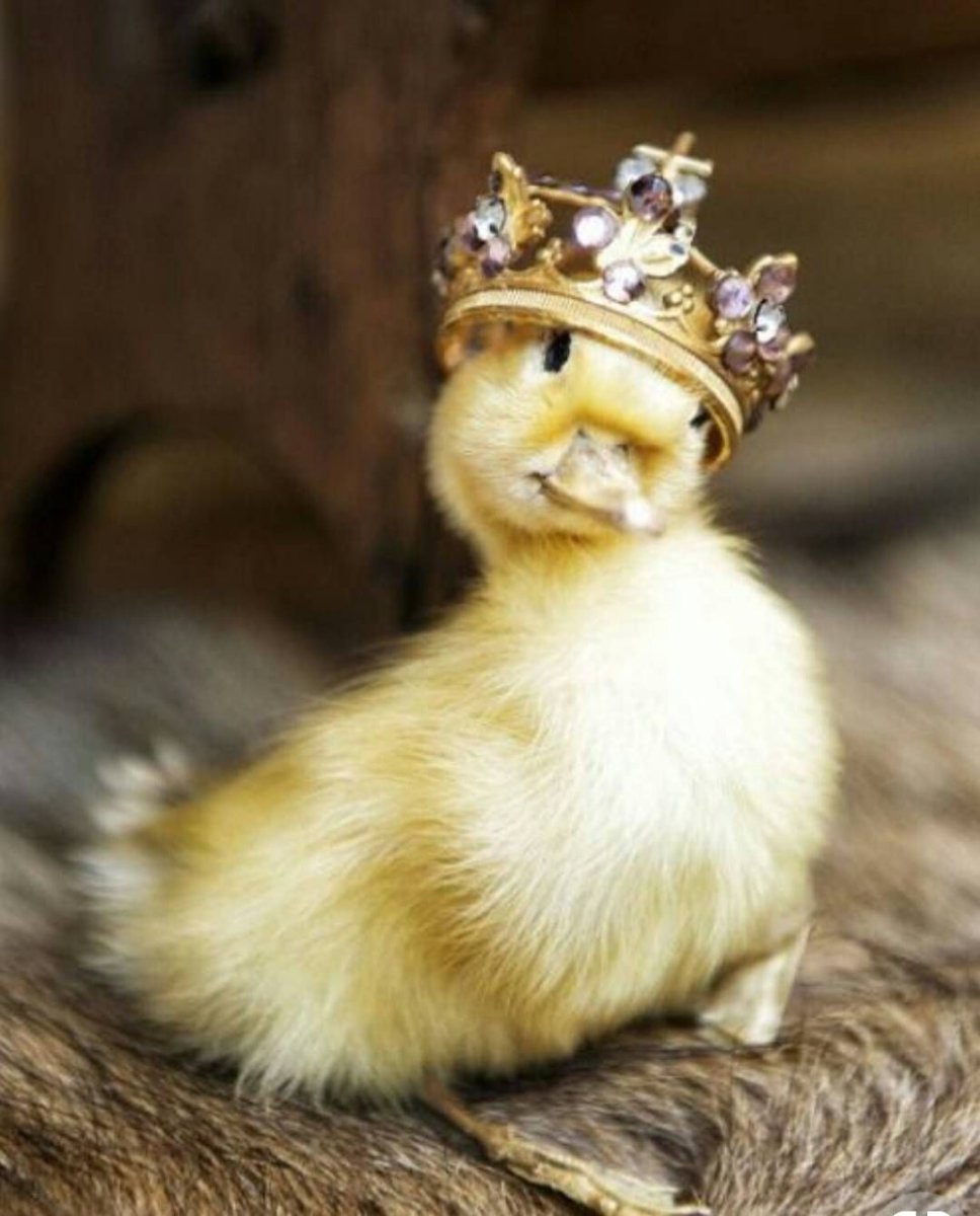 Уточка в короне