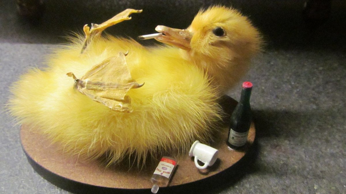 Уточка прикол