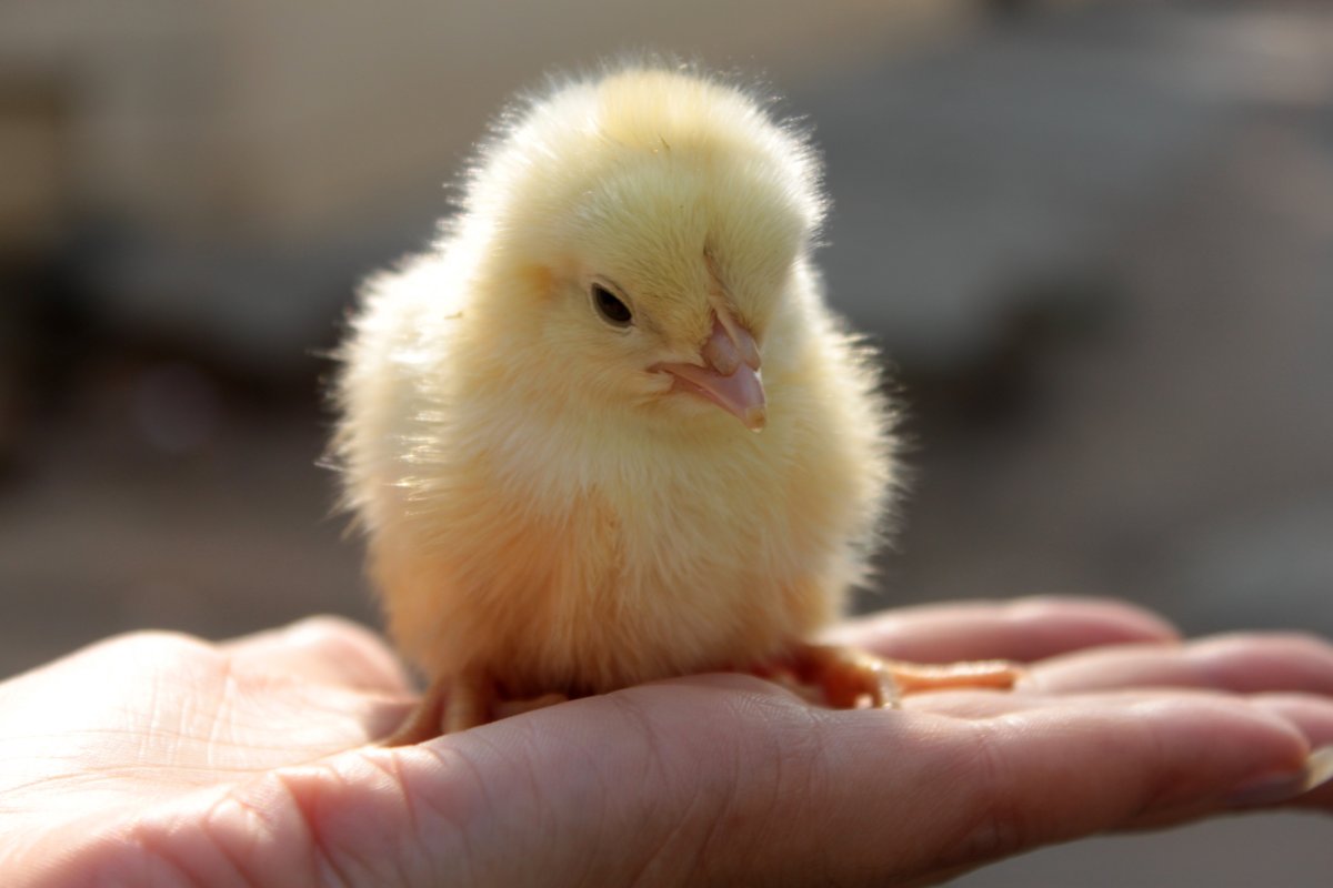 Красивые птенчики