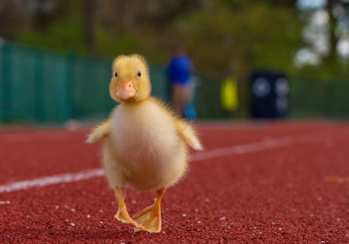 Смешные утята