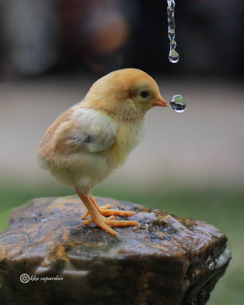 Одинокий цыпленок