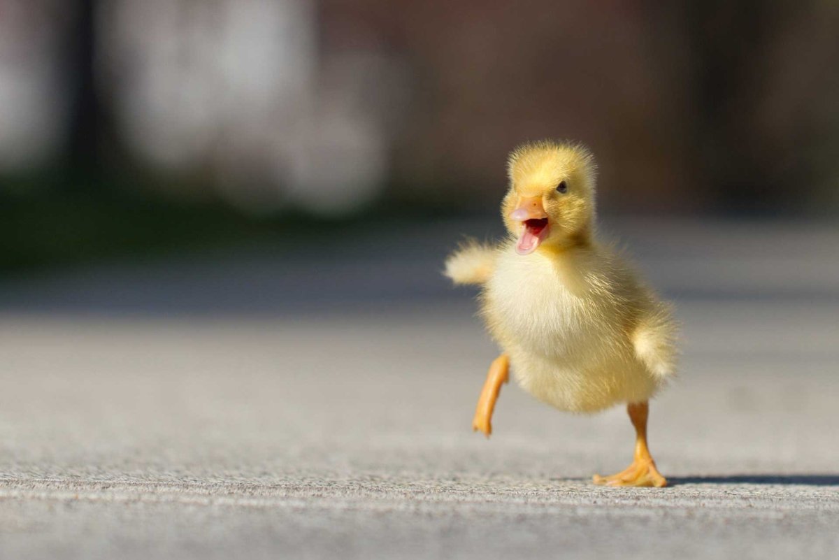 Маленькие утята