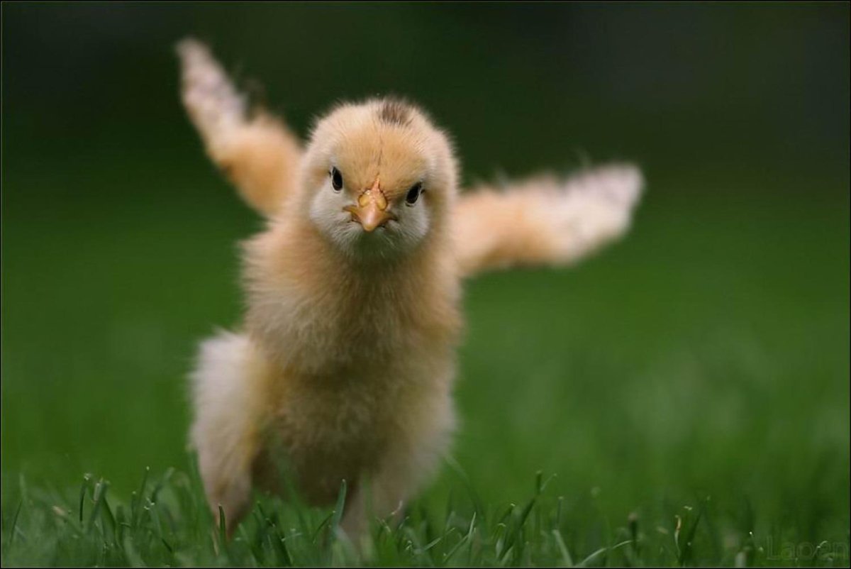 Цыпленок бежит