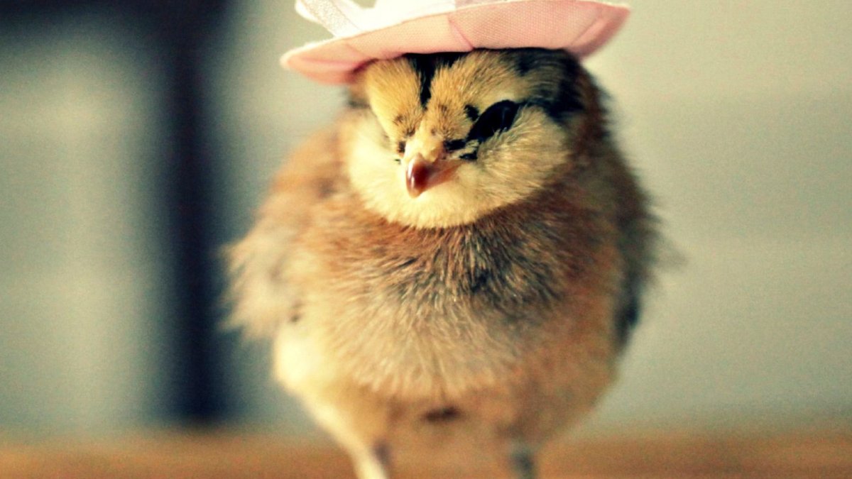 Недовольный цыпленок