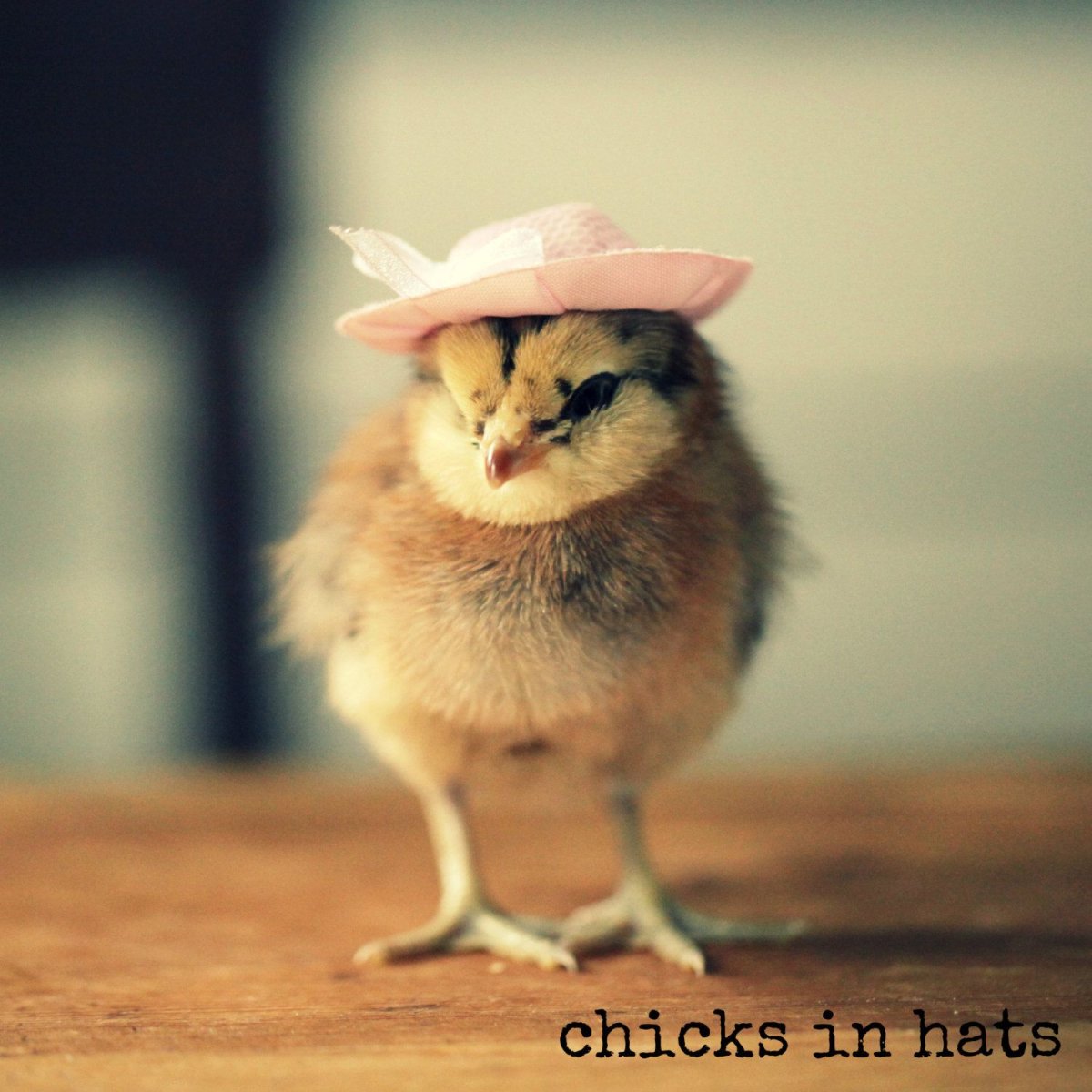 Цыплята в шляпках