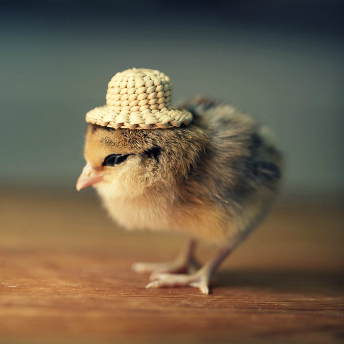 Милые животные в шляпках