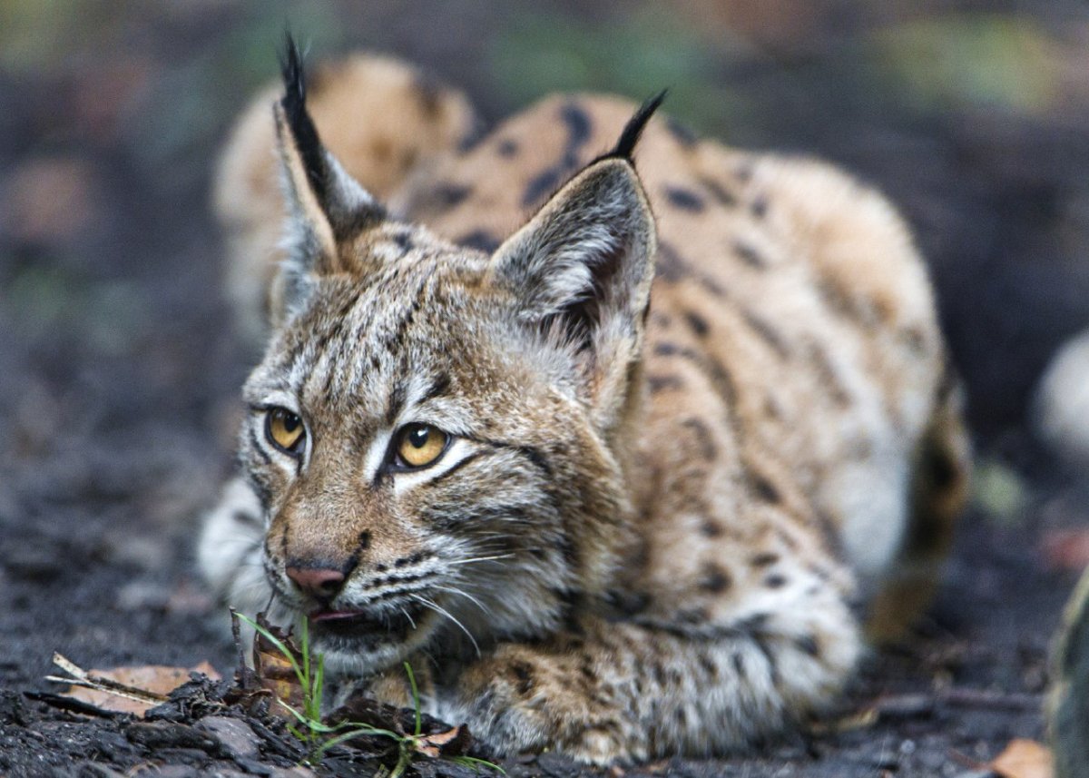 Рысь в Брянской области фото