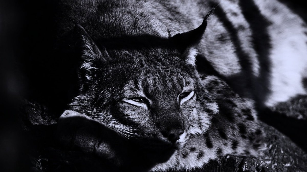 Рысь на черном фоне