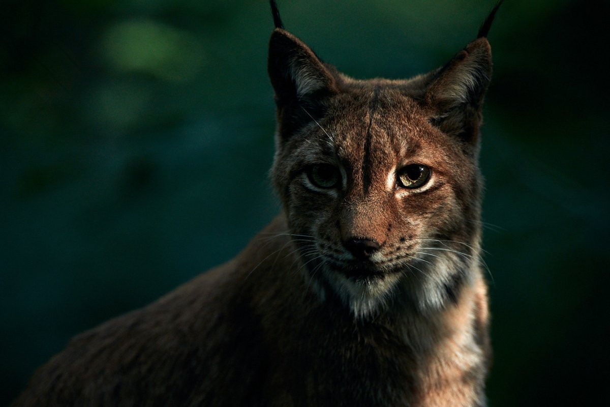 Черная Рысь фото