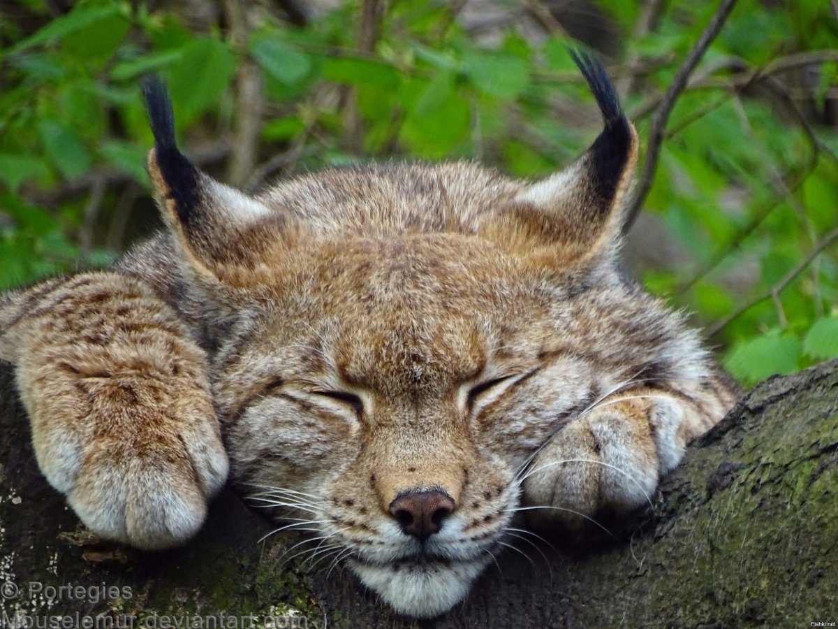 Довольная Рысь