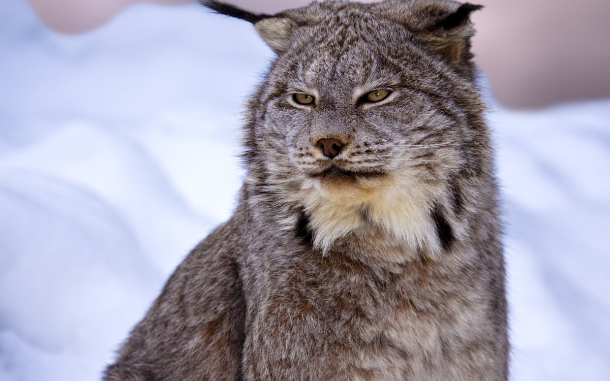 Канадская Рысь