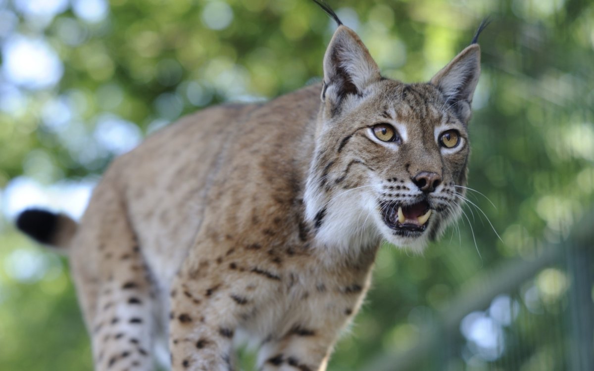 Горная Рысь