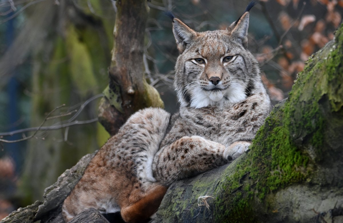 Обыкновенная Рысь Lynx Lynx