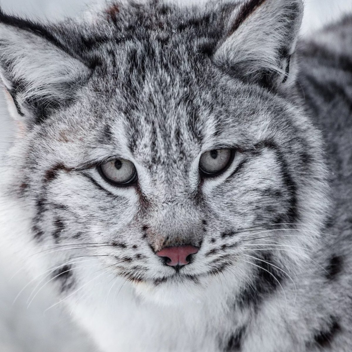 Рысь белая морда