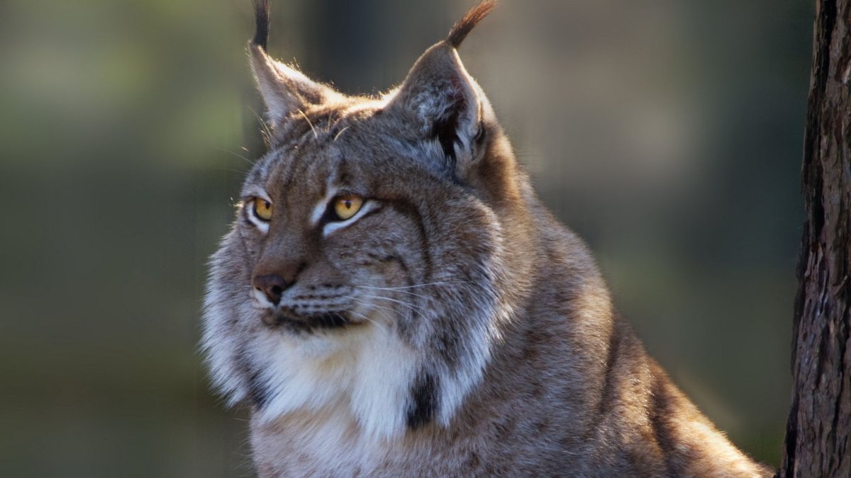 Рысь на зелёном фоне