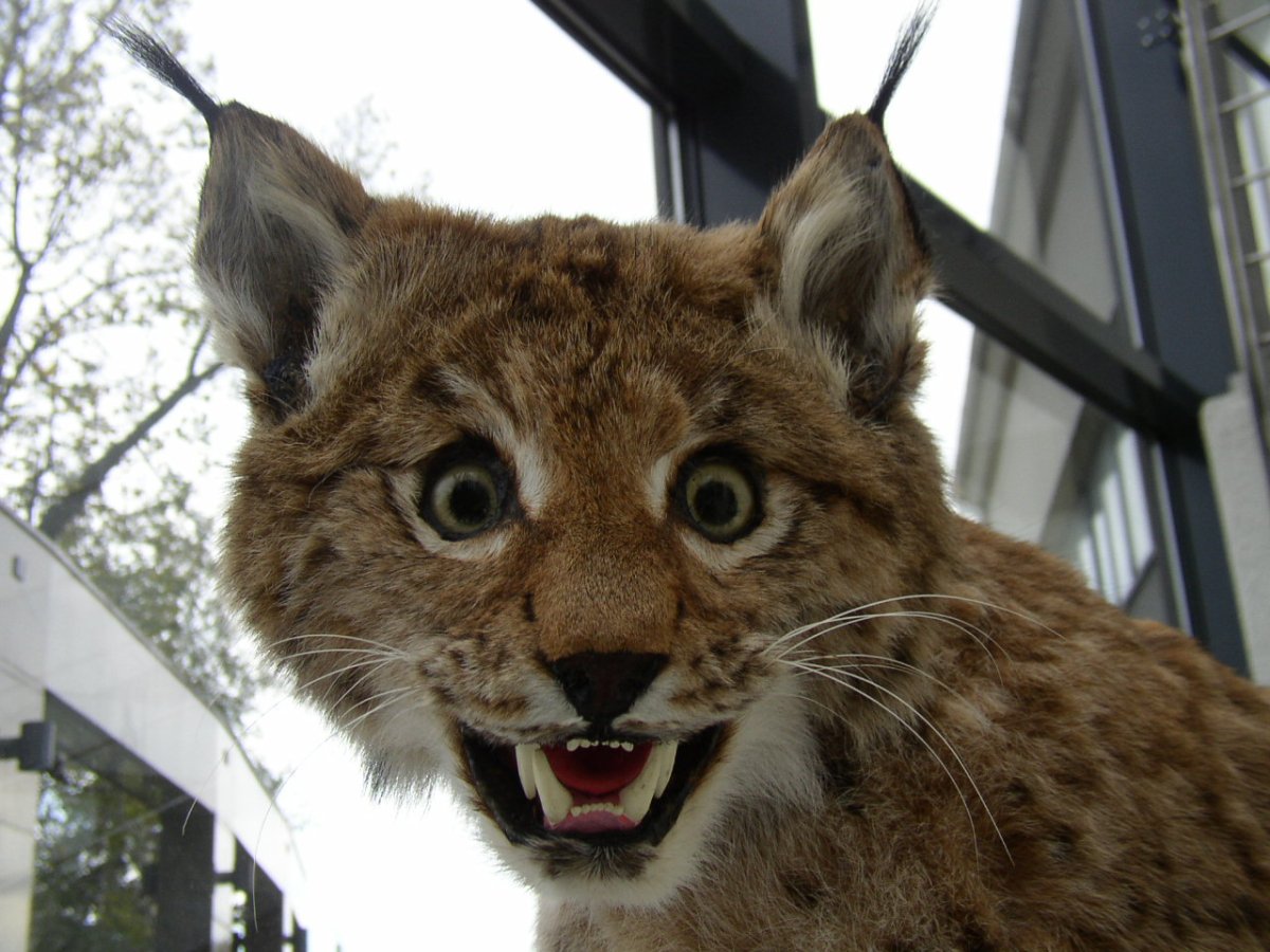 Смешная Рысь