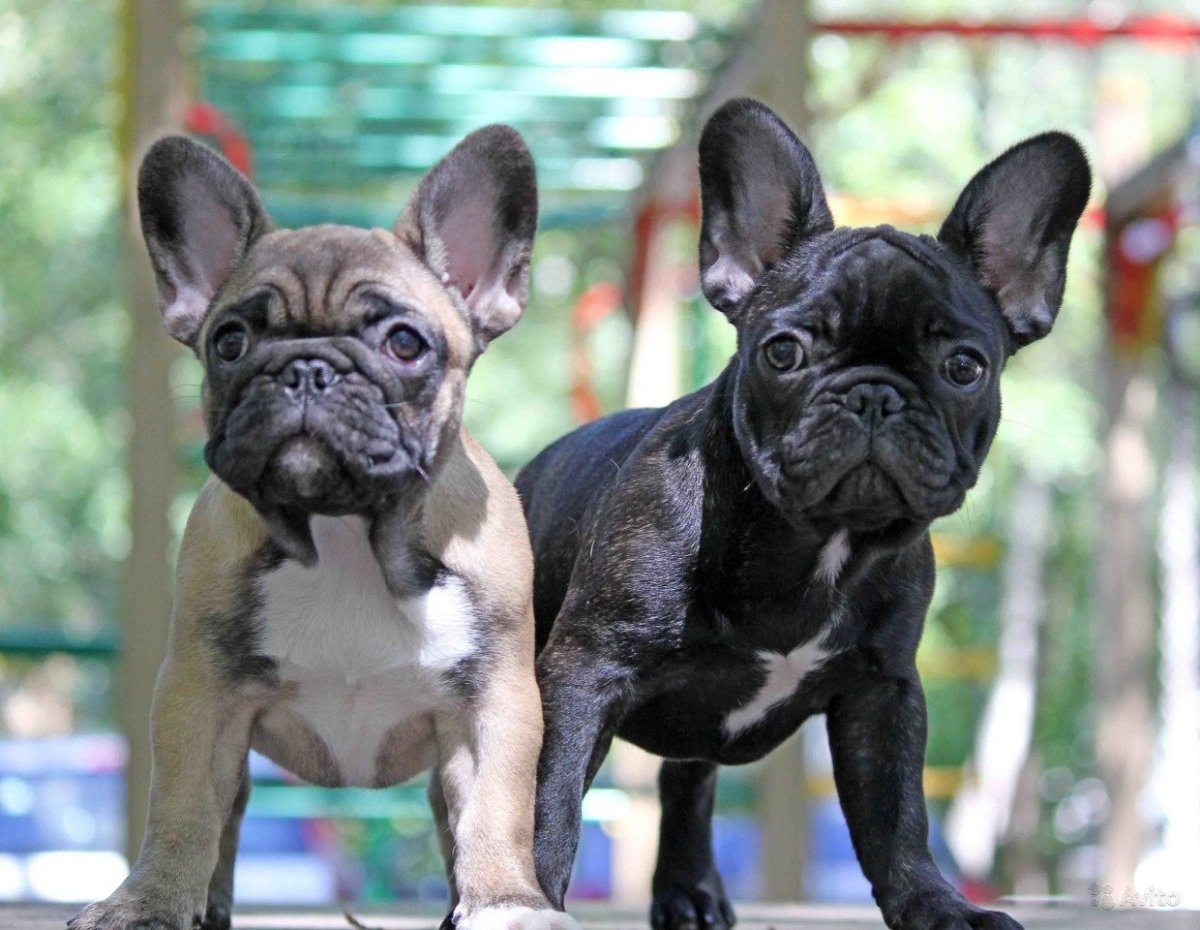 Французский бульдог тигровый