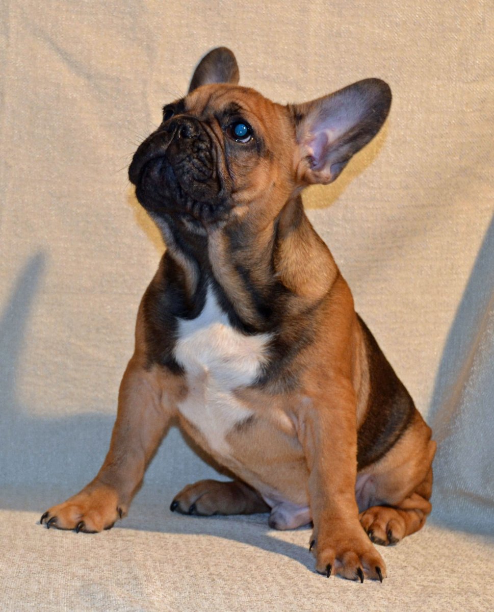 Французский бульдог тигровый