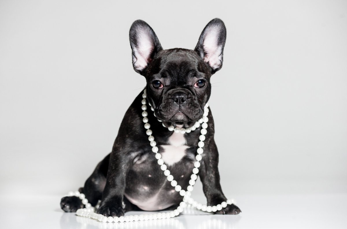 Французский бульдог черный