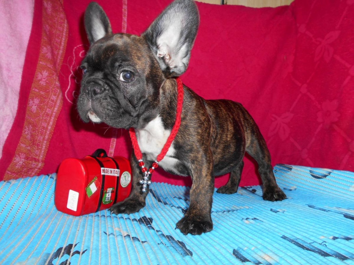 Французский бульдог коричневый