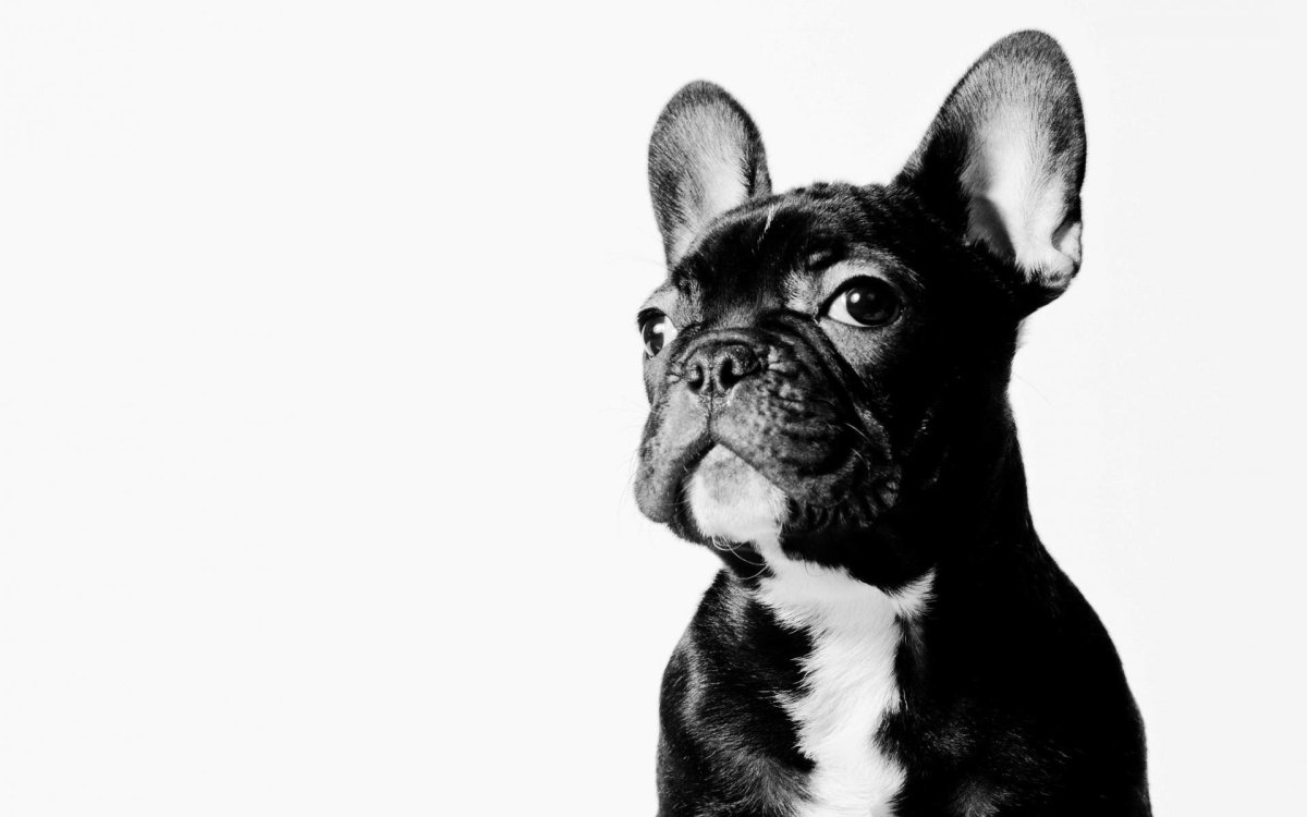 Французский бульдог черный тигровый