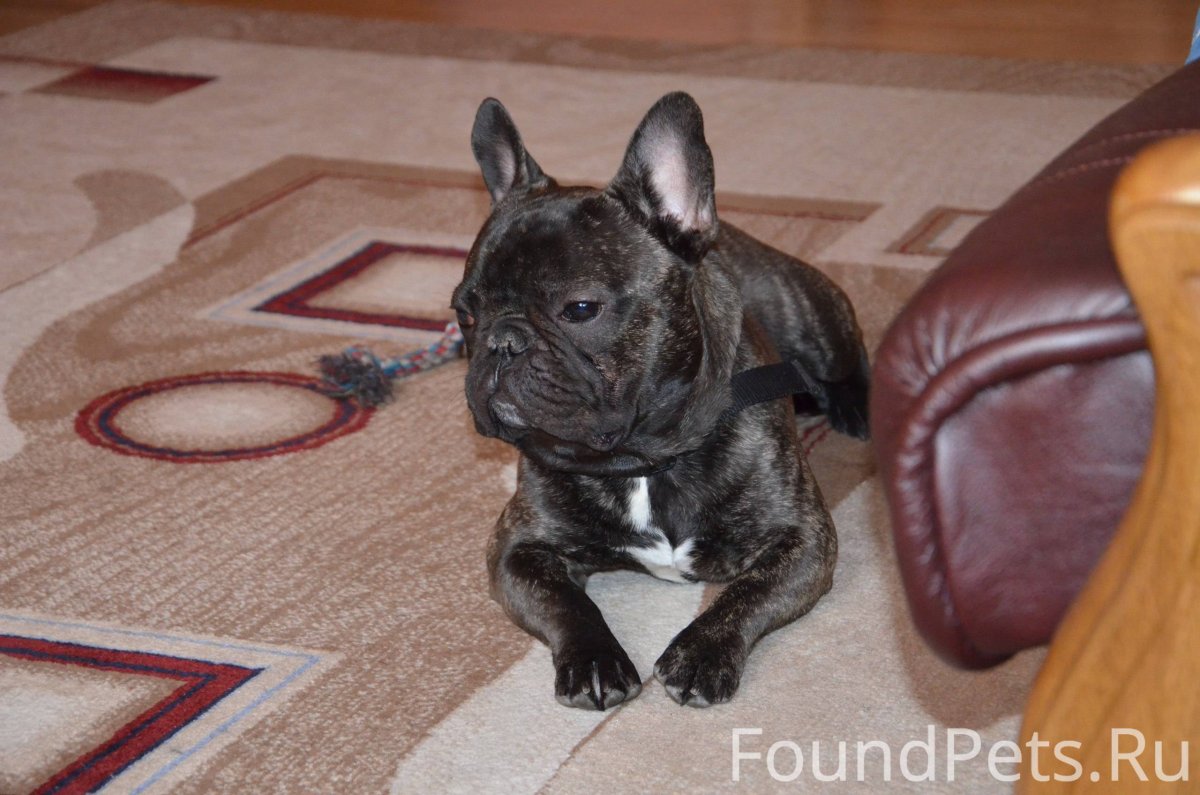 Французский бульдог тигровый