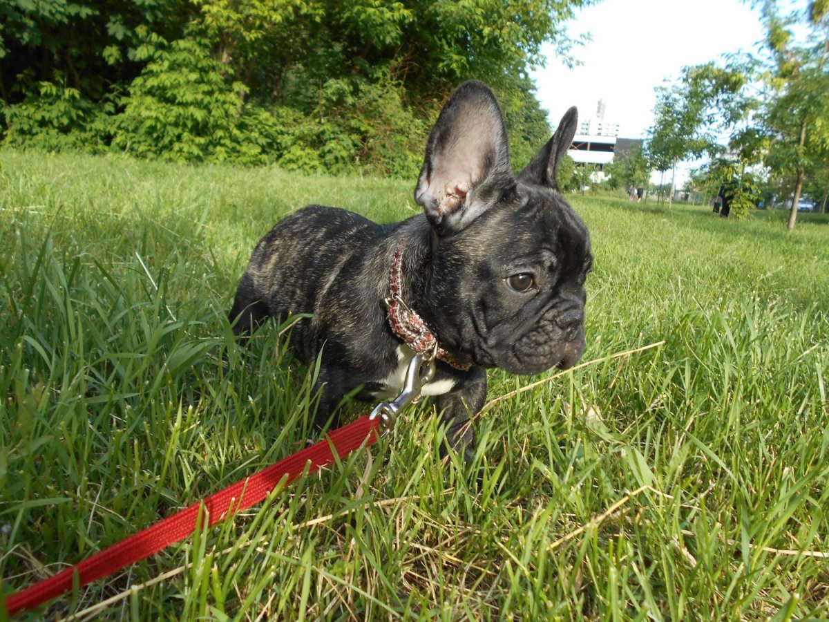 Голубой Мерле бульдог