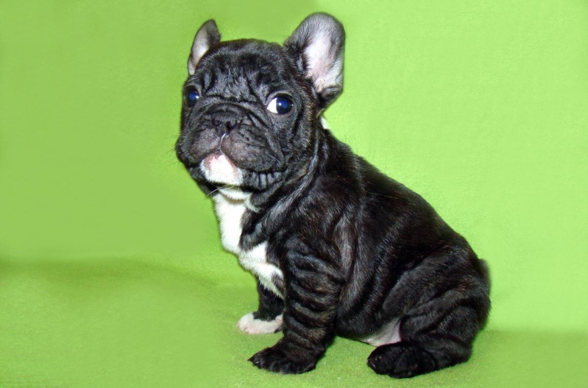 Французский бульдог Изабелла