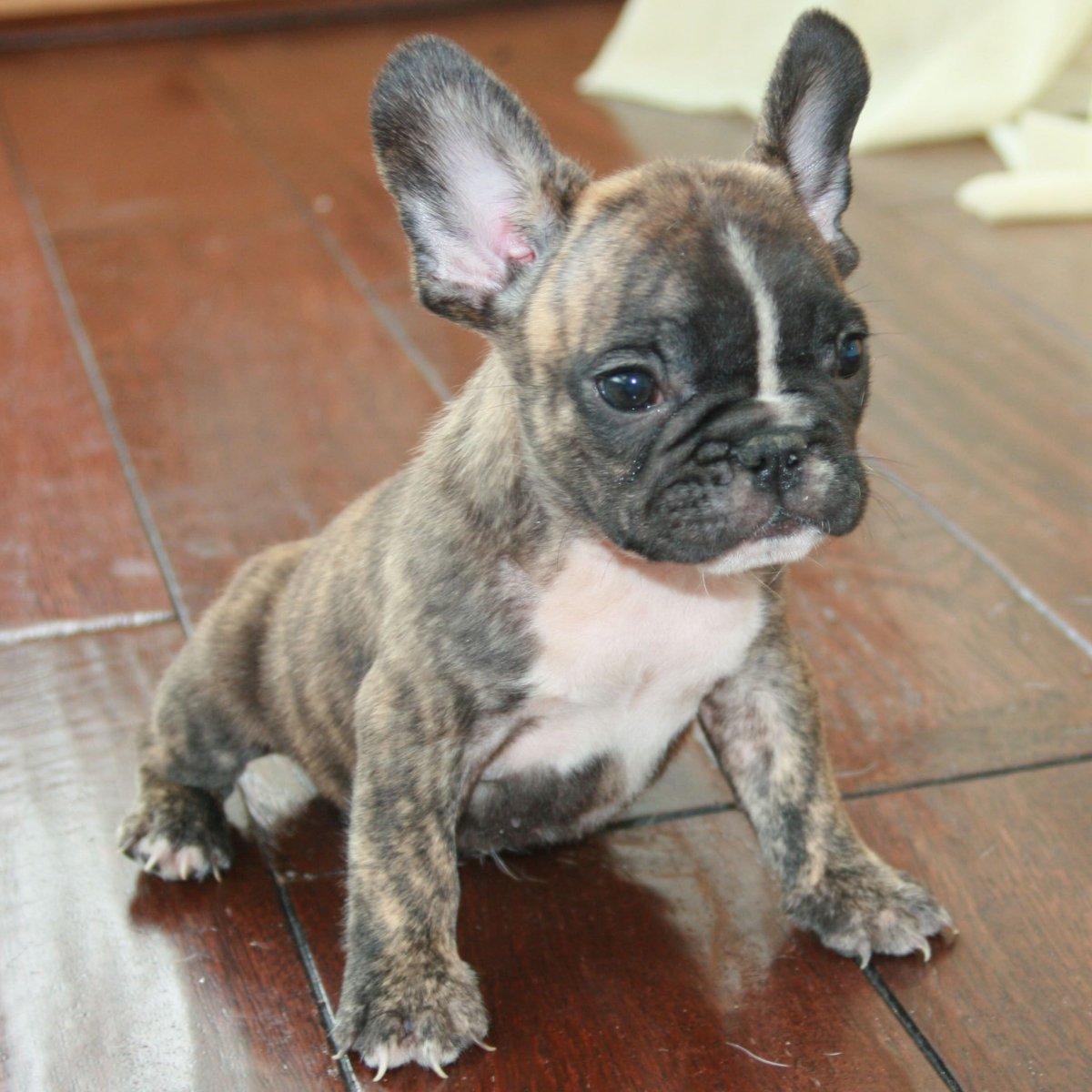 Французский бульдог Brindle