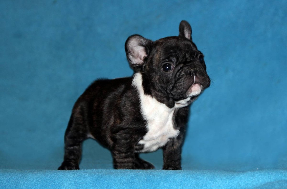 Французский бульдог тигровый окрас