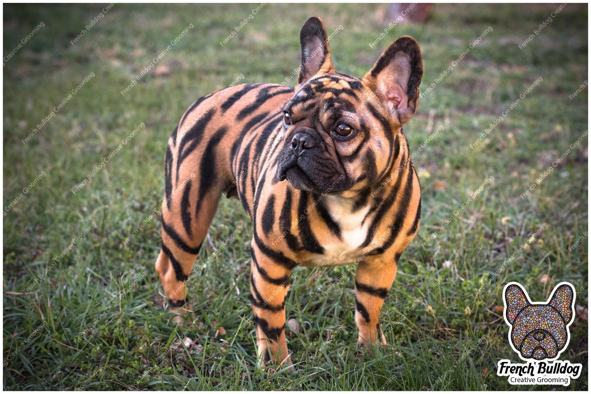 Окрас французского бульдога стандарт