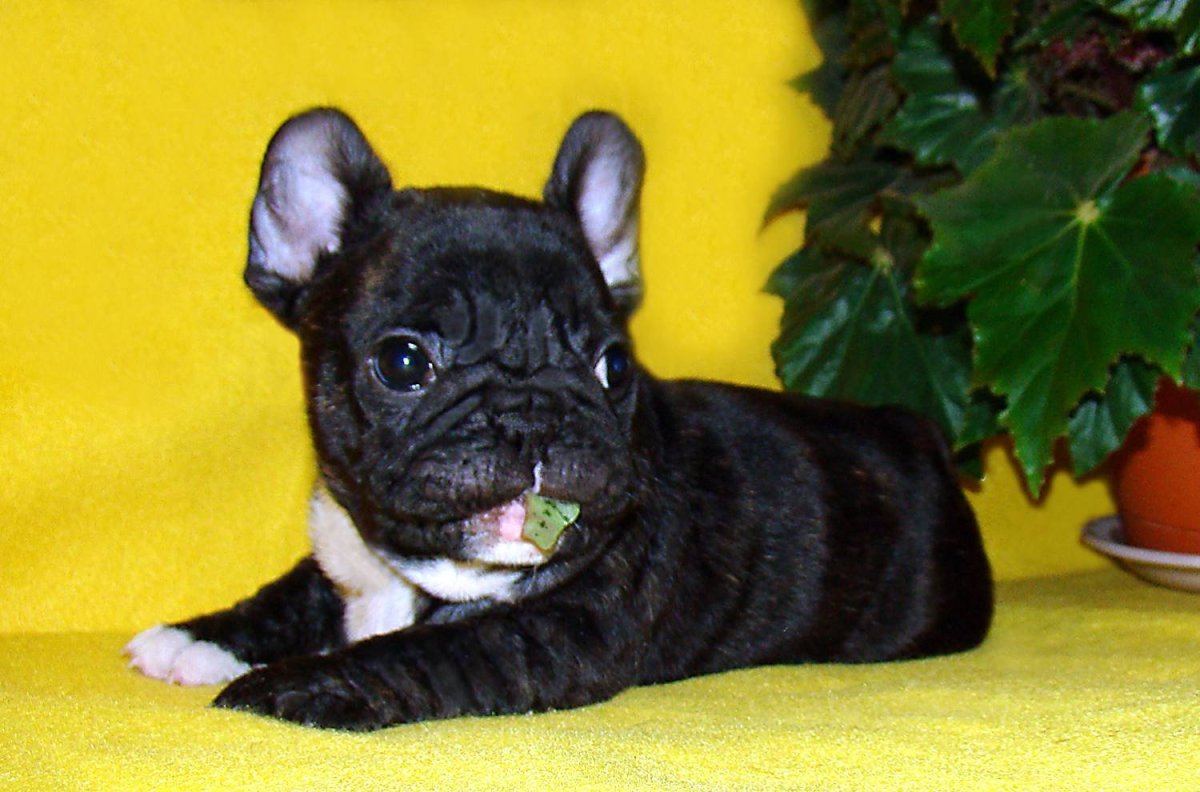 Французский бульдог