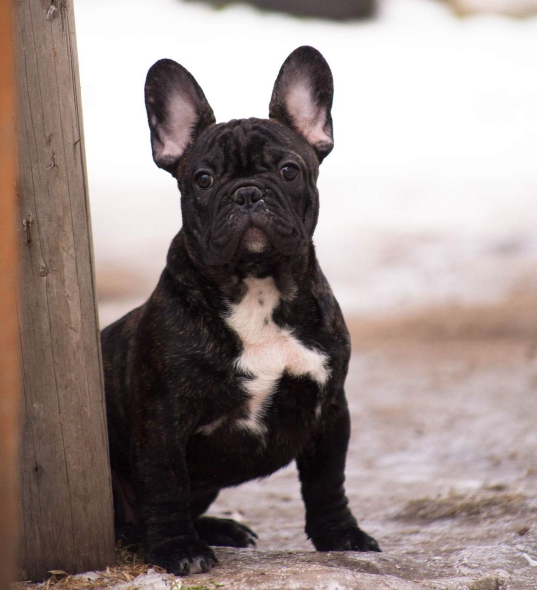 Французский бульдог тигровый