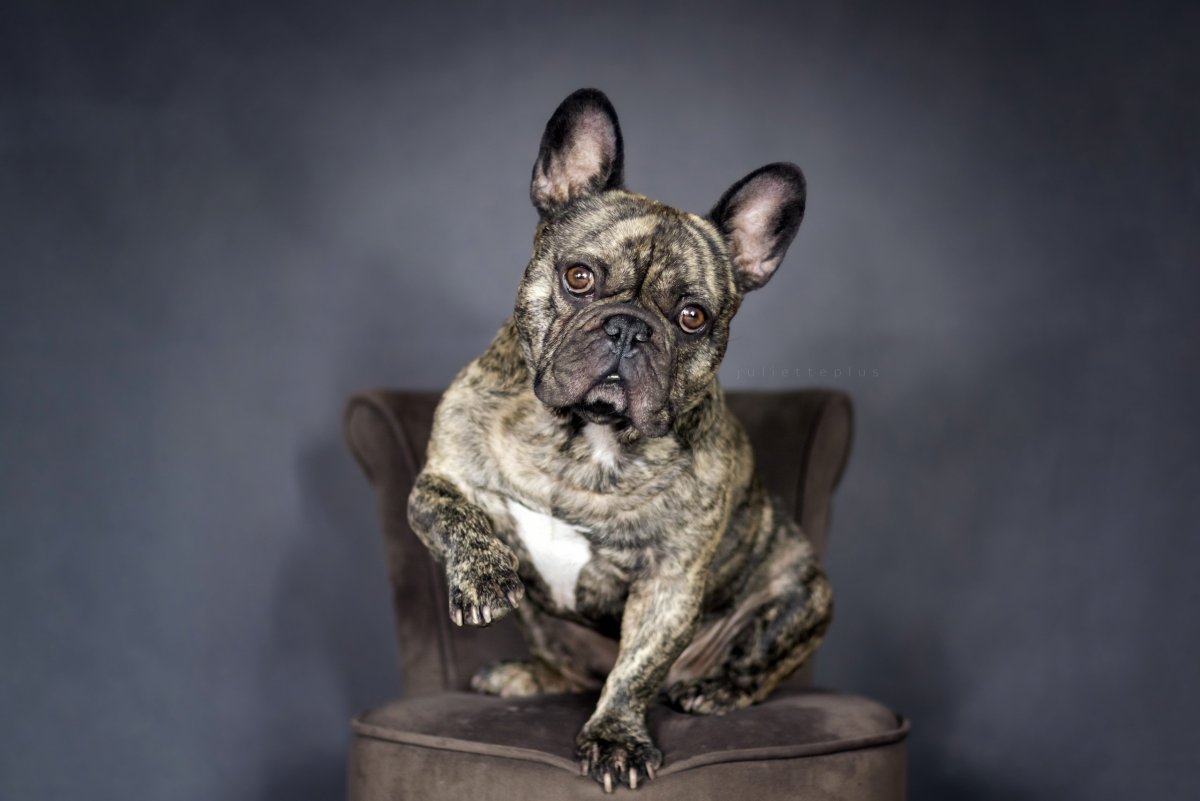 Французский бульдог тигровый