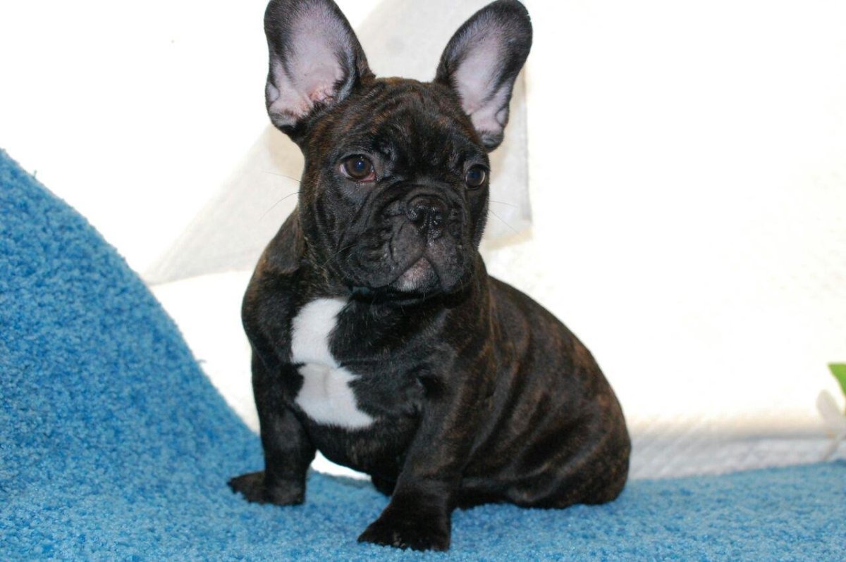 Животные собаки французский бульдог