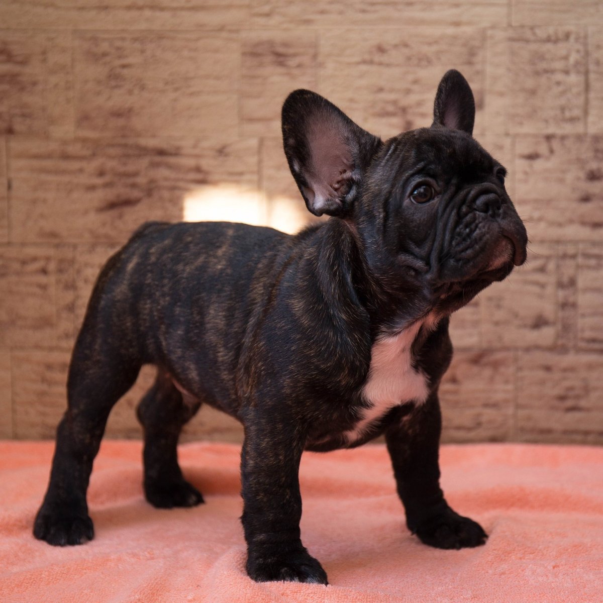 Французский бульдог 2 месяца тигровый окрас