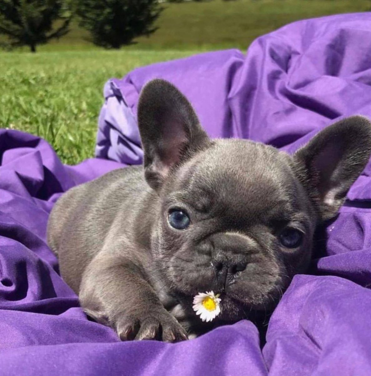 Французский бульдог сереневыймини