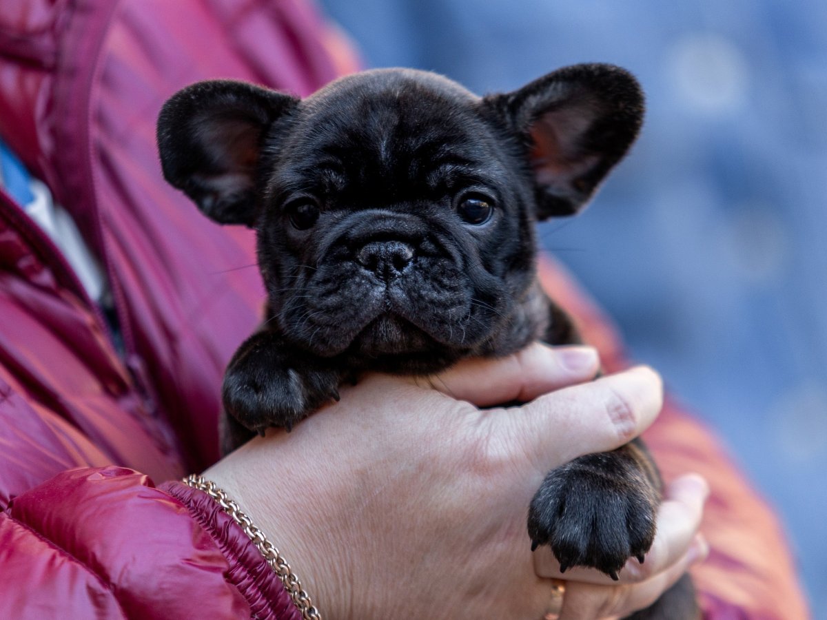 Французский бульдог тигровый щенок