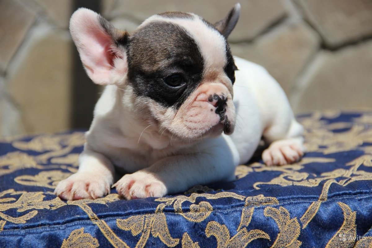 Французский бульдог тигровый окрас