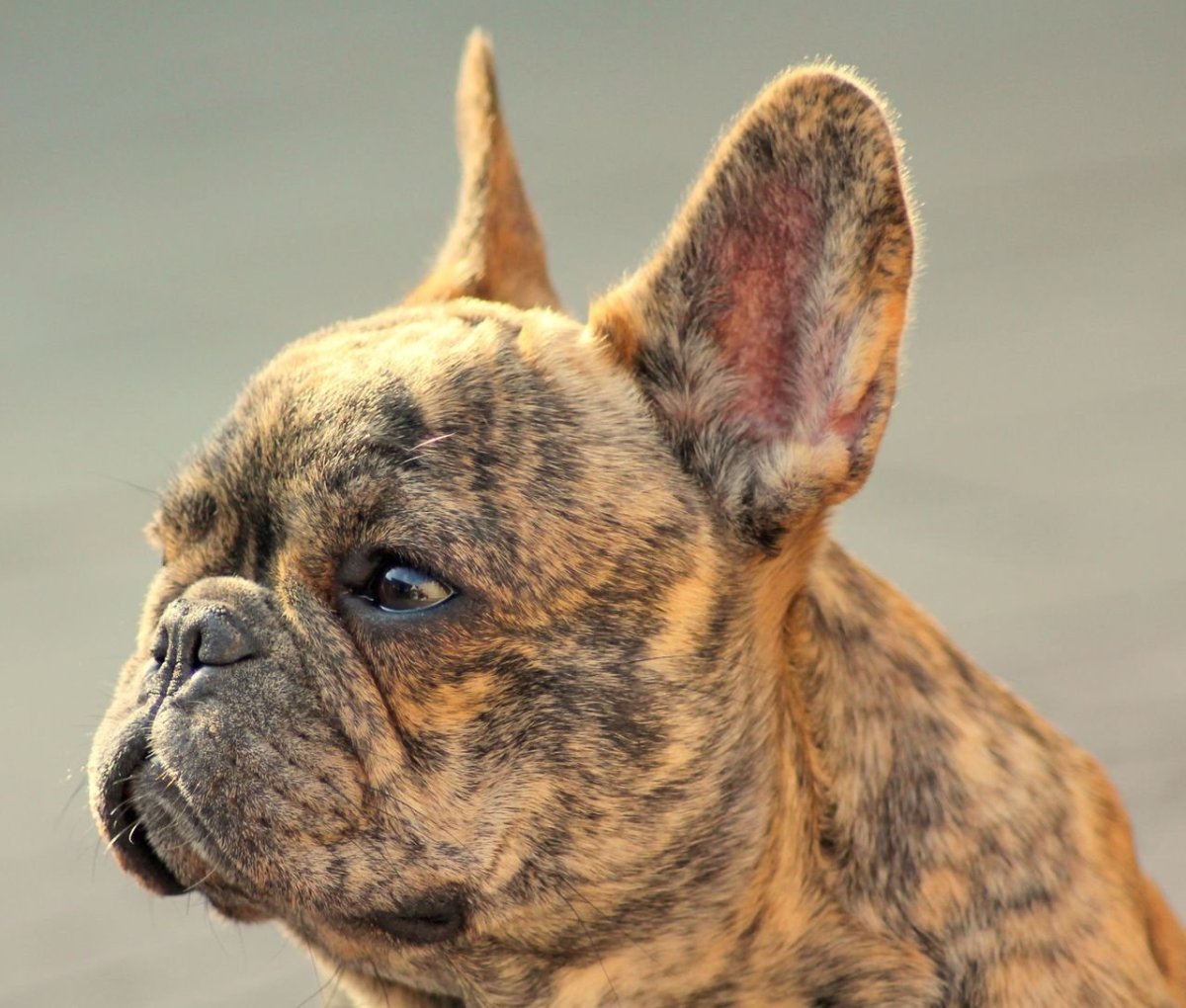 Французский бульдог тигровый