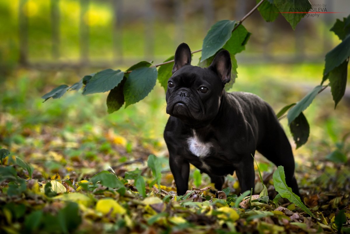 Французский бульдог бойцовская собака