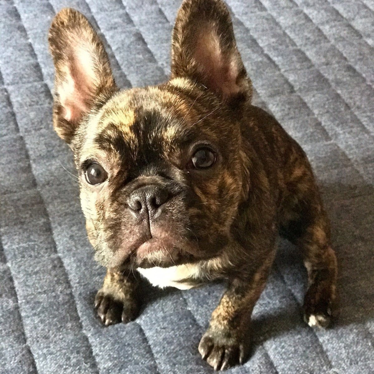 Французский бульдог пятнистый тигровый