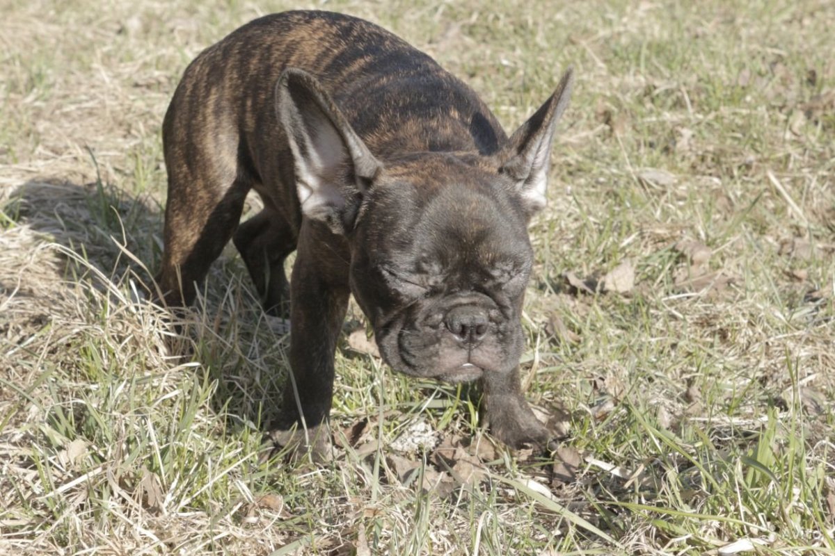 Голубой Мерле бульдог