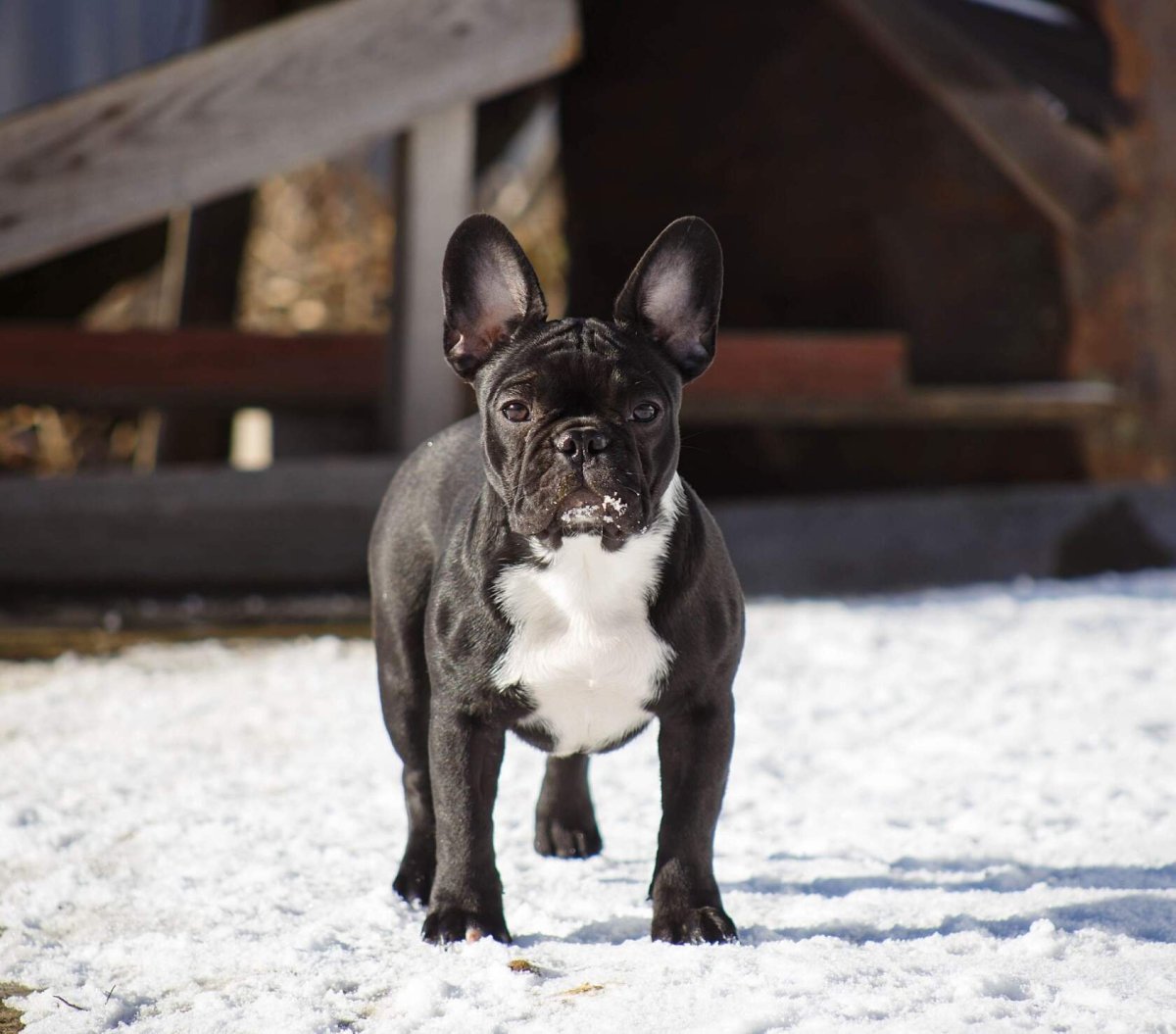 Французский бульдог Пегий