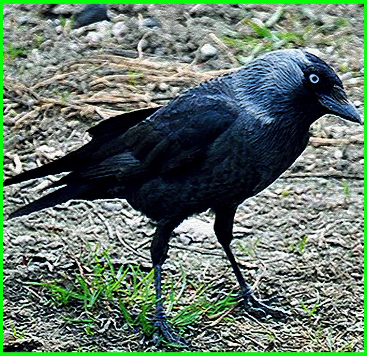 Галка Перелетная