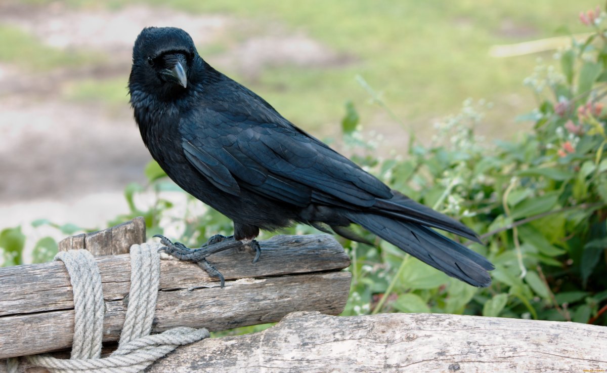 Птицы - ворона, Галка, Грач, ворон...