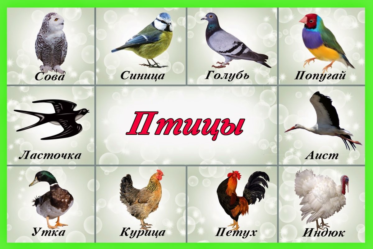 Птицы для дошкольников