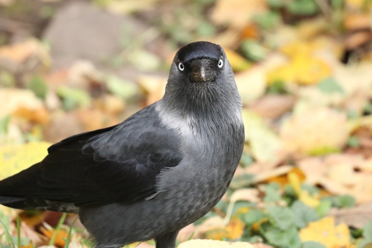 Галка птица