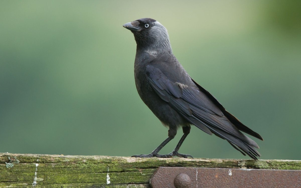 Галка (Corvus monedula)