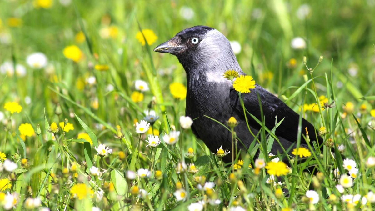 Галка ареал обитания